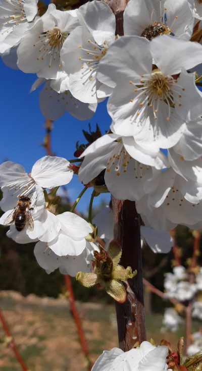 Primavera