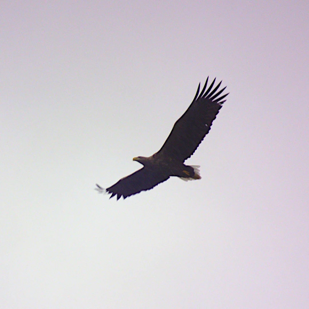 white-tailed sea eagle flying