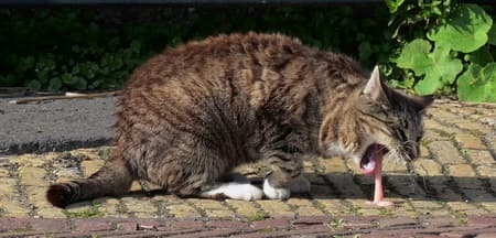 pic Cat Throwing Up Blood archie cat