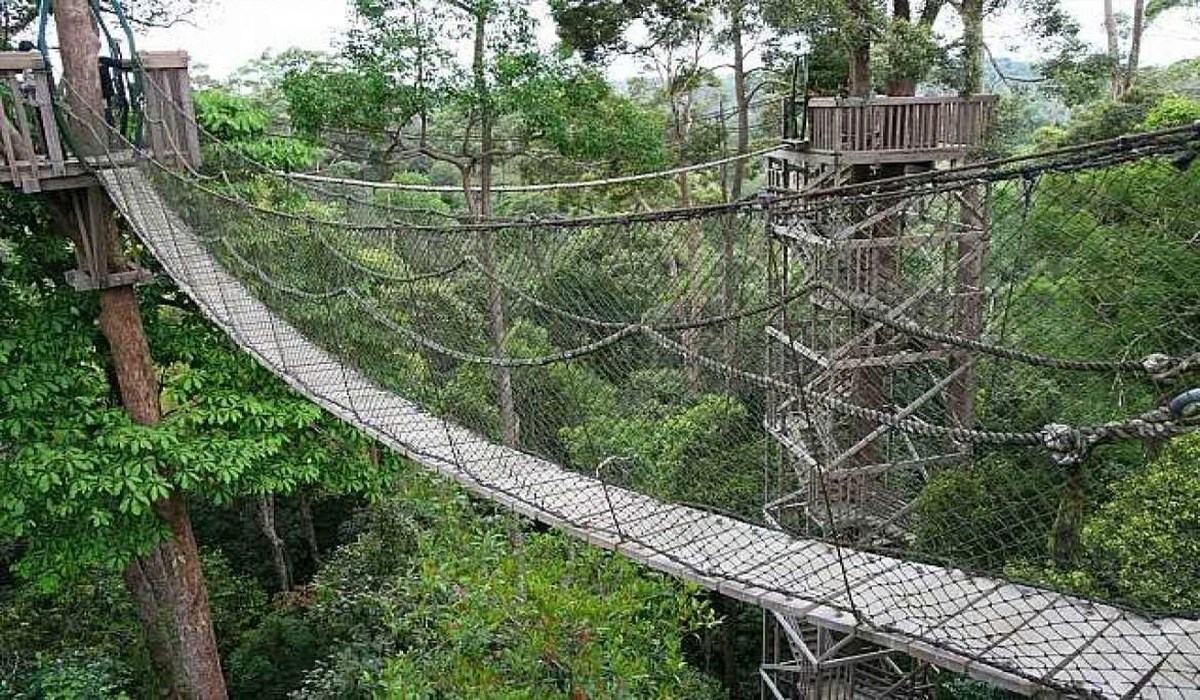Bukit Bangkirai Kalimantan Timur: Surga Hutan Tropis, Jembatan Gantung