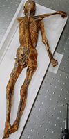From The Trenches - Brotzi Emerges - Archaeology Magazine Archive 200_x_100_gif