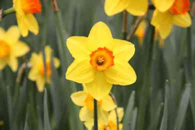 Yellow Daffodil