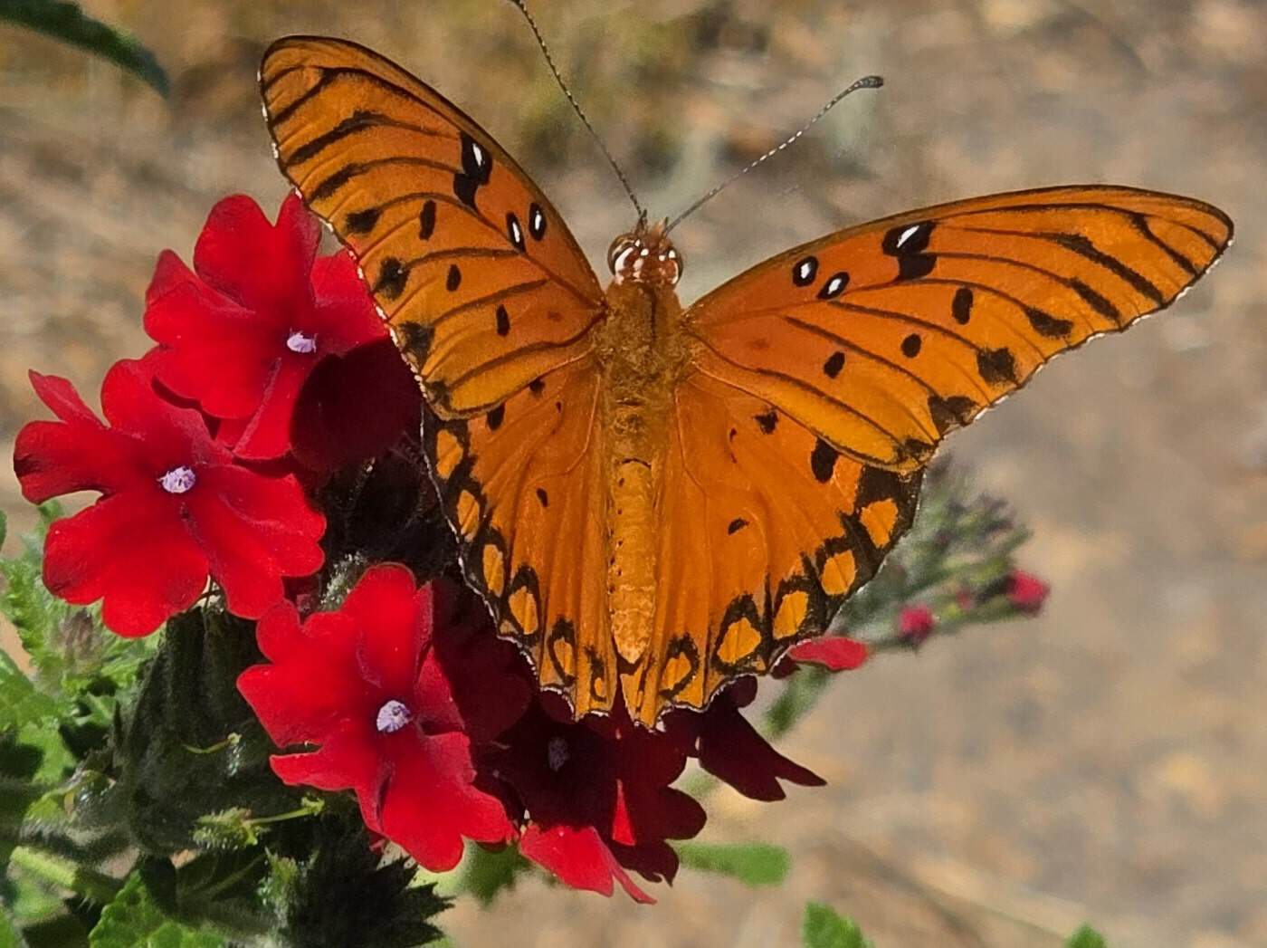 Image of a butterfly
