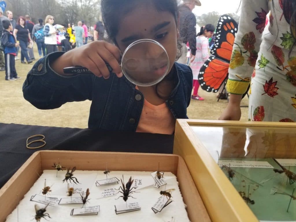 Pollinator observation with magnifying glass and insects.