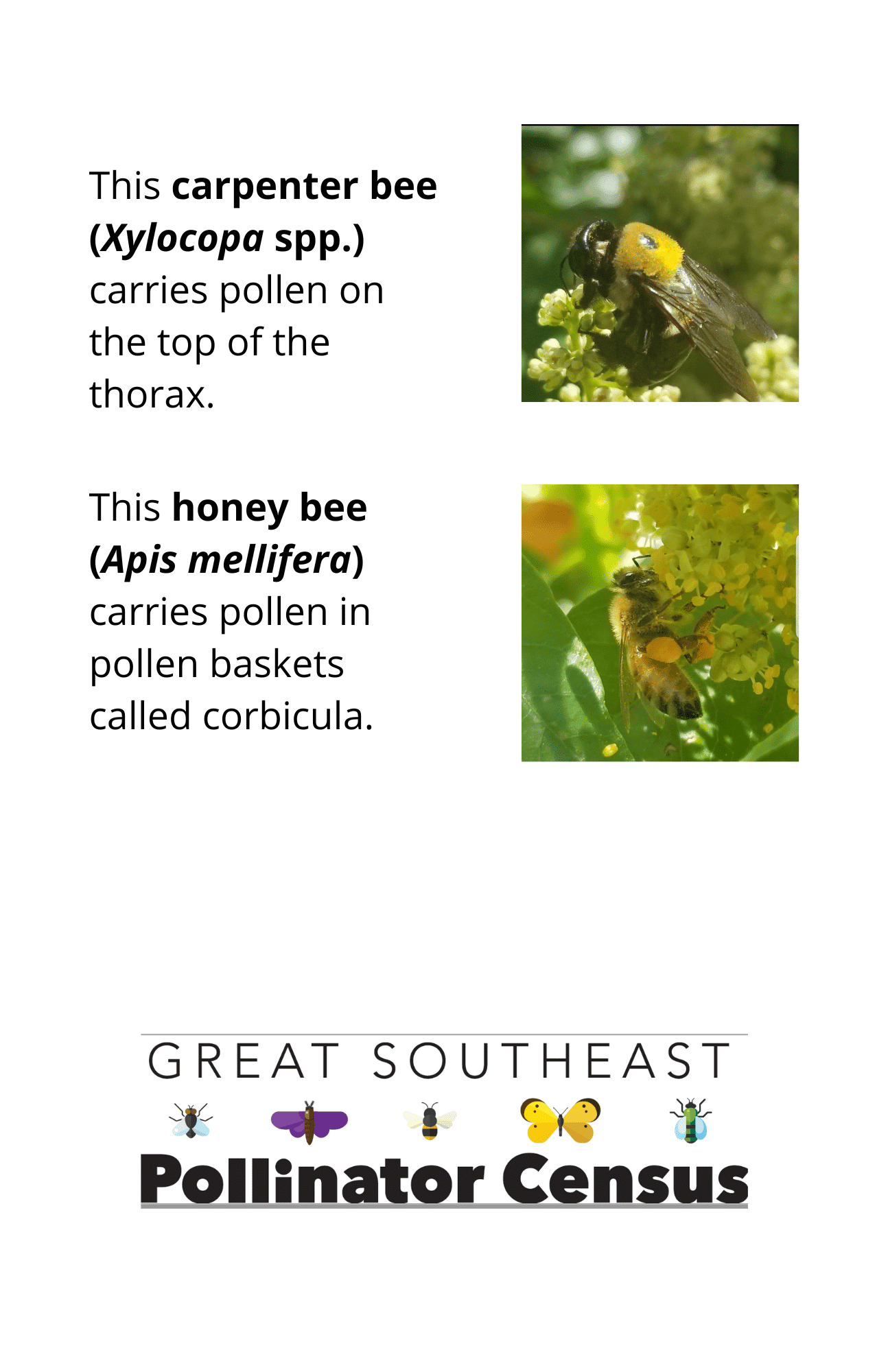 Insect photos with pollen structures emphasized page 2