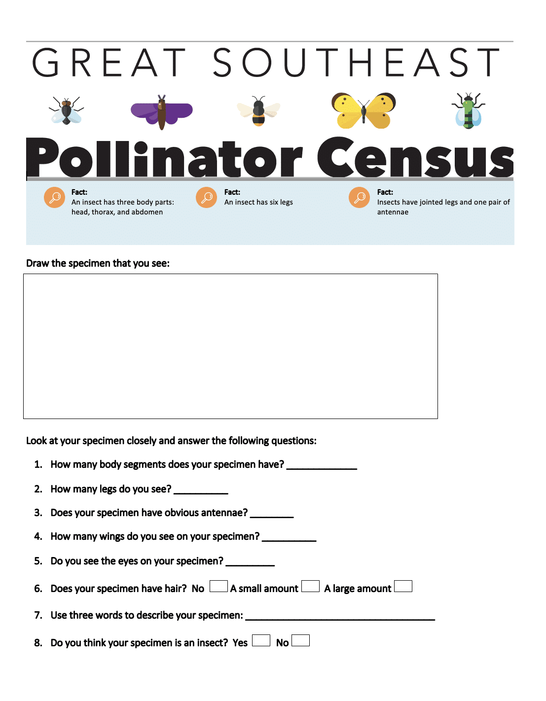 Insect Worksheet Cover