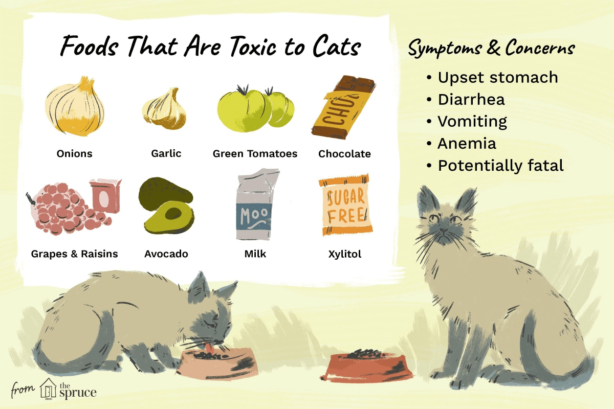 5 common fruits you can safely feed to your cat