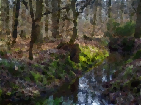 Sortie en forêt… encore reportée