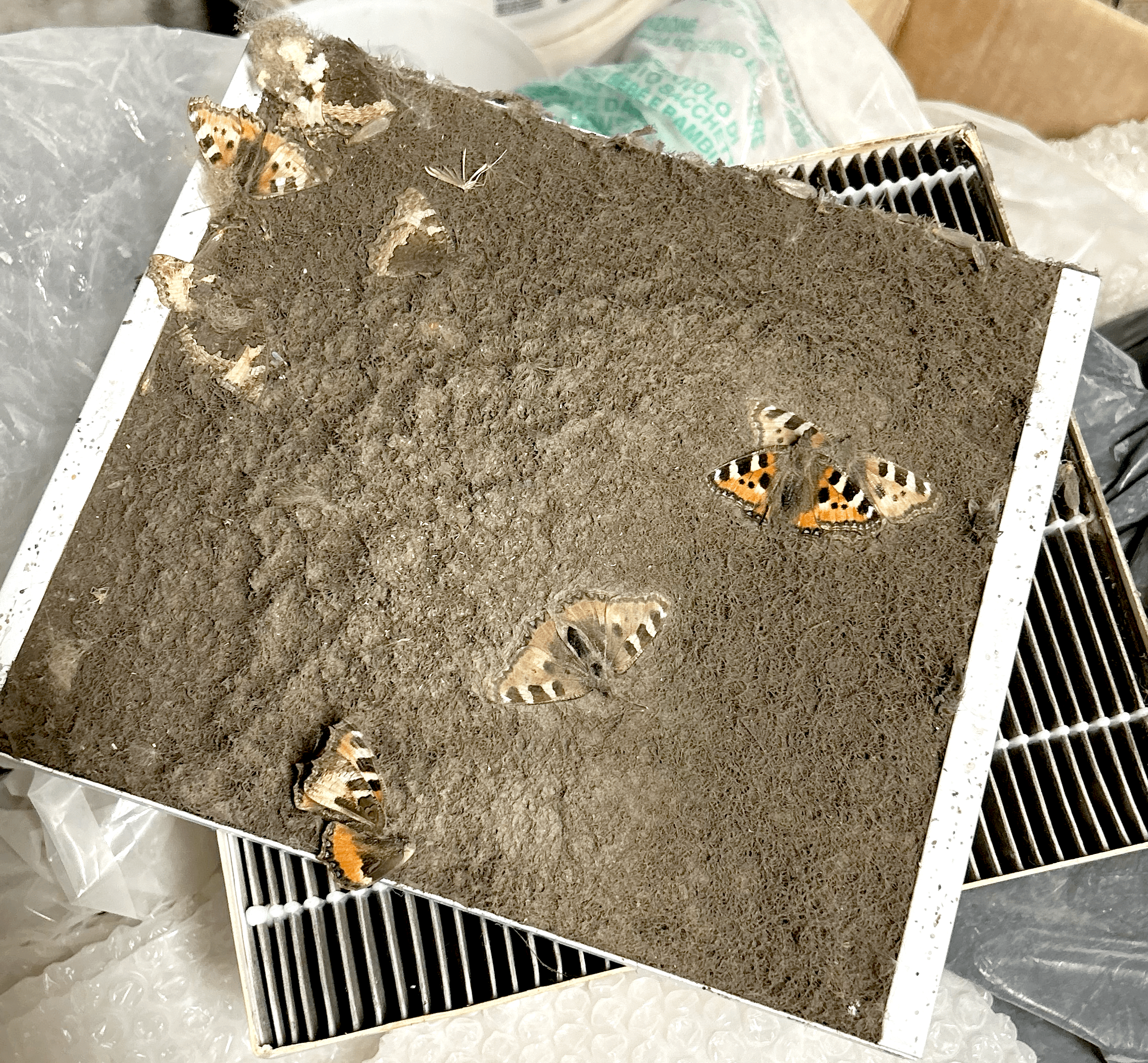 Ventilatsiooniseadme filter, mis on paksult täis tolmu ja ilusaid liblikaid