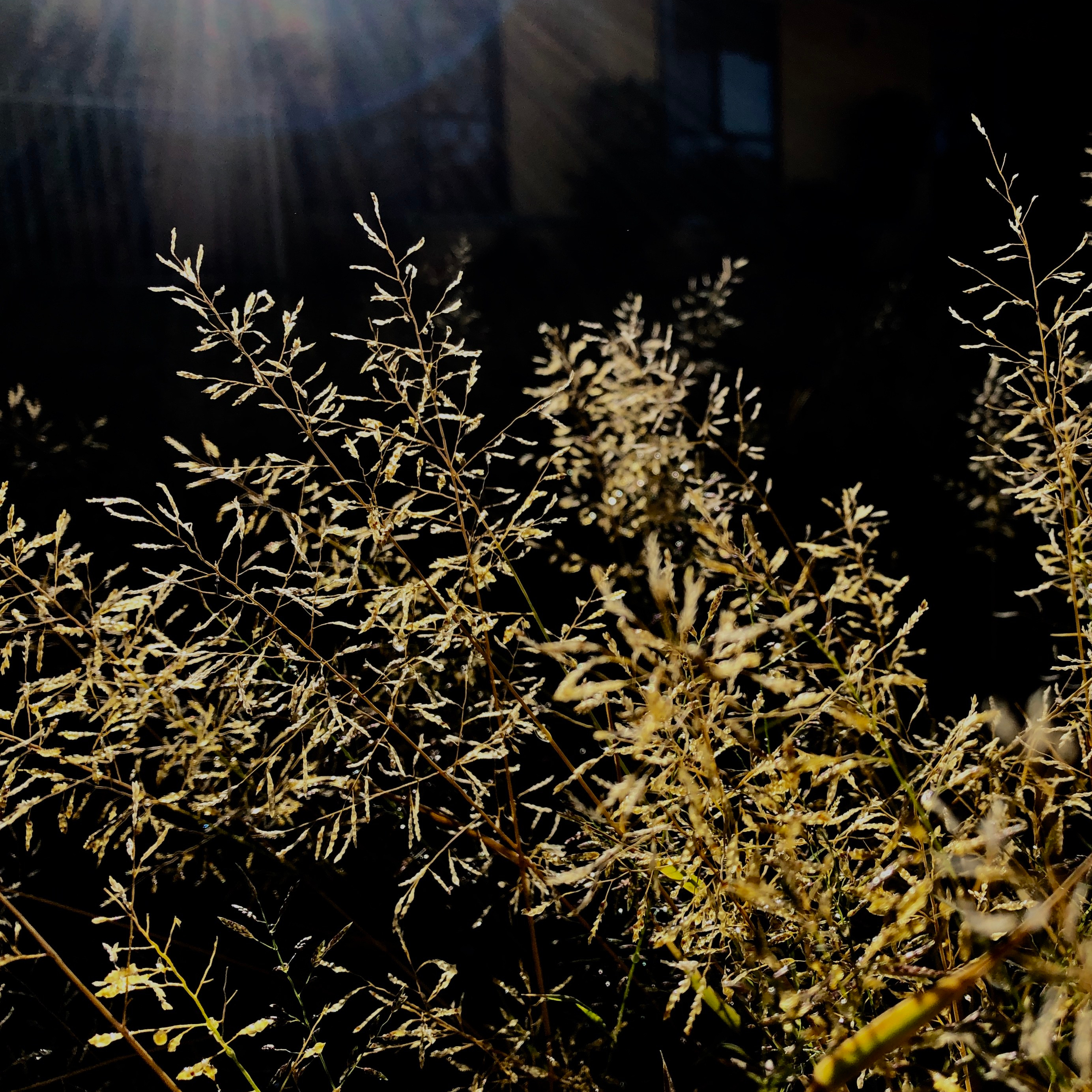 golden grasses wet with