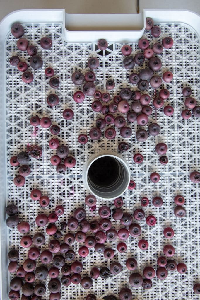 Blueberries dehydrating in a home dehydrator.