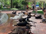 Argos Dog Training At Declan Thwaites Blog