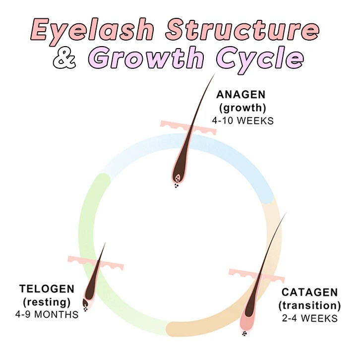 Eyelash Structure And Eyelash Growth Cycle Arison Lashes