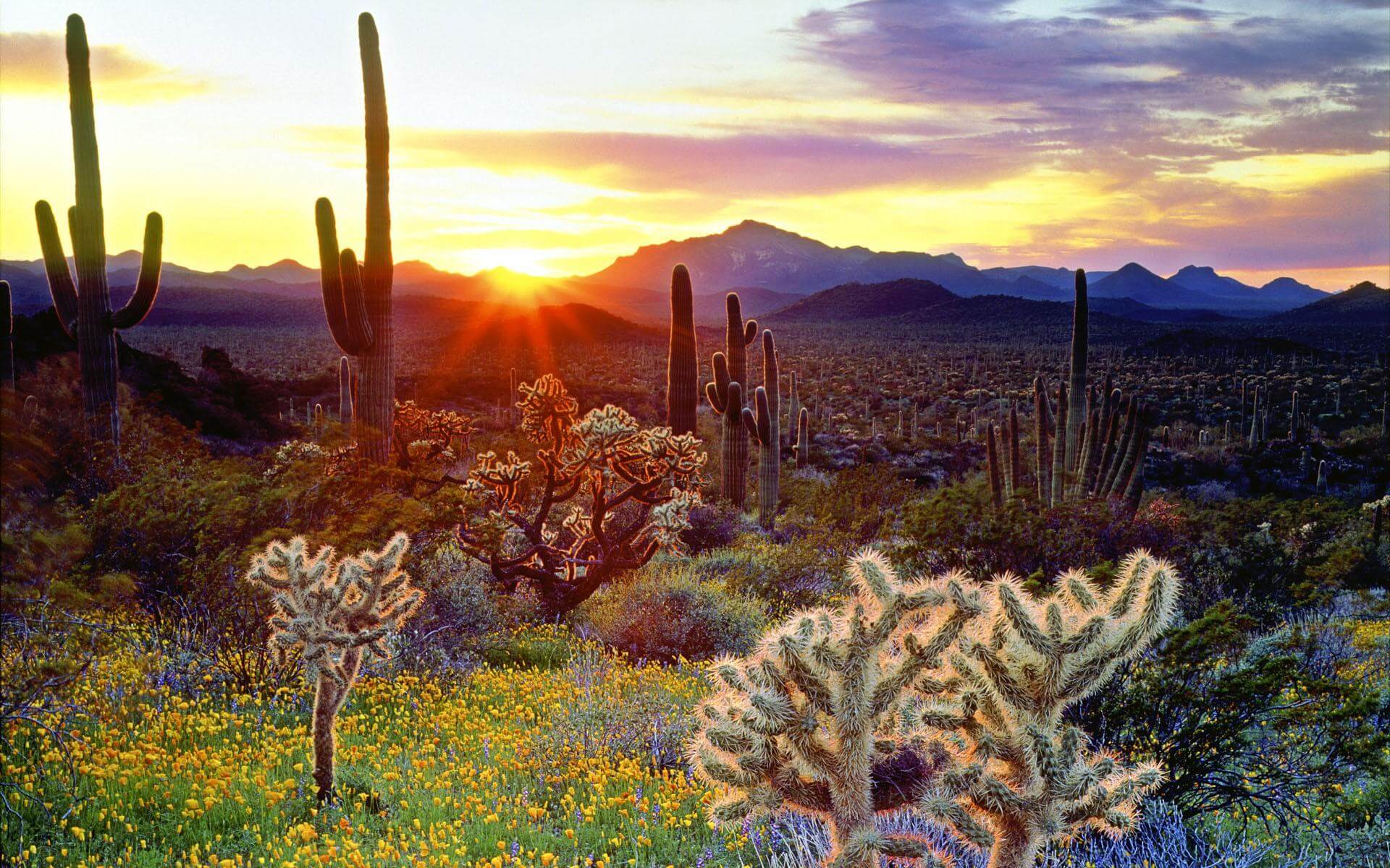 az sunset