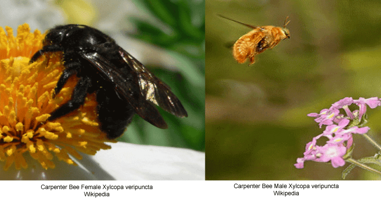 The thorax on some carpenter bee species is yellow; . Carpenter Bees Black And Gold And Smelling Like Roses Arizona Daily Independent