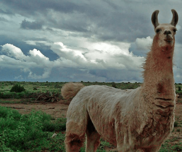 Dave Salge | Snowflake