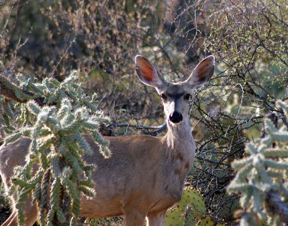Donna Willochell Memon | Oro Valley