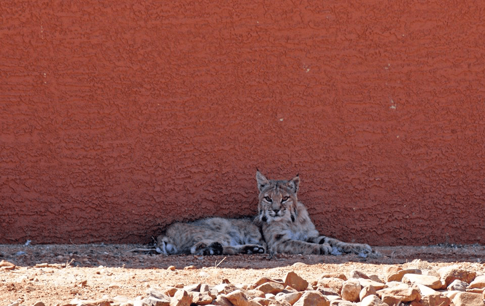 Donna Willochell Memon