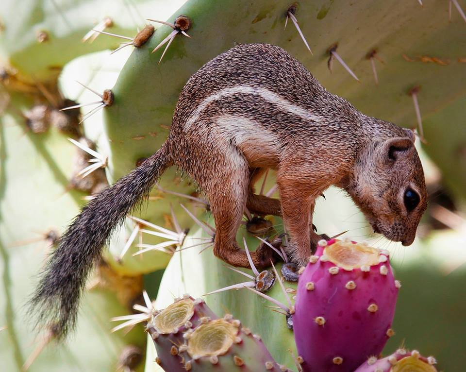 Joel Rivera | Phoenix