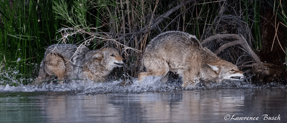 Lawrence Busch | Gilbert