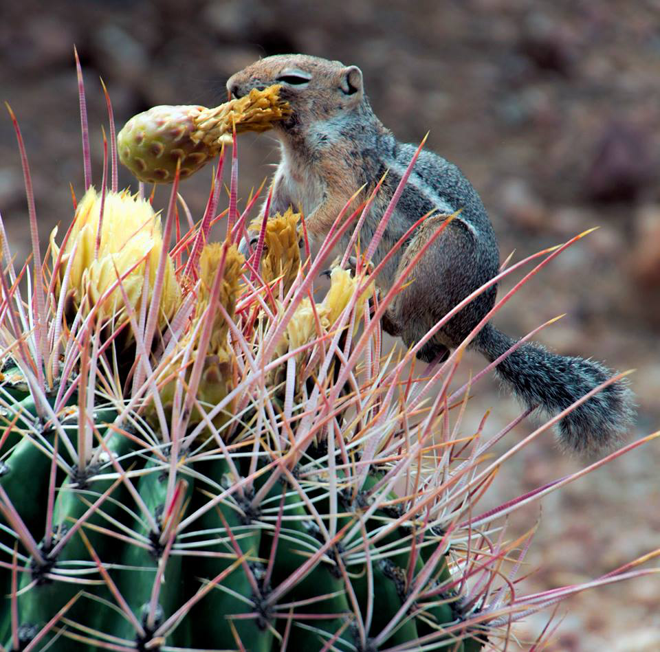 Lynne Parrish | Phoenix