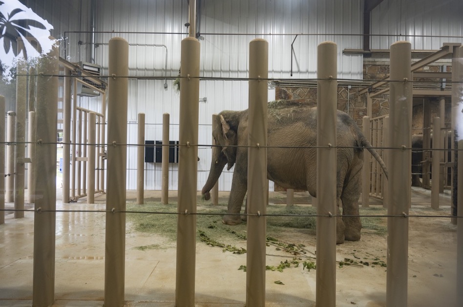zoo第３段 Zoo improvements on the horizon, elephant shades are up first