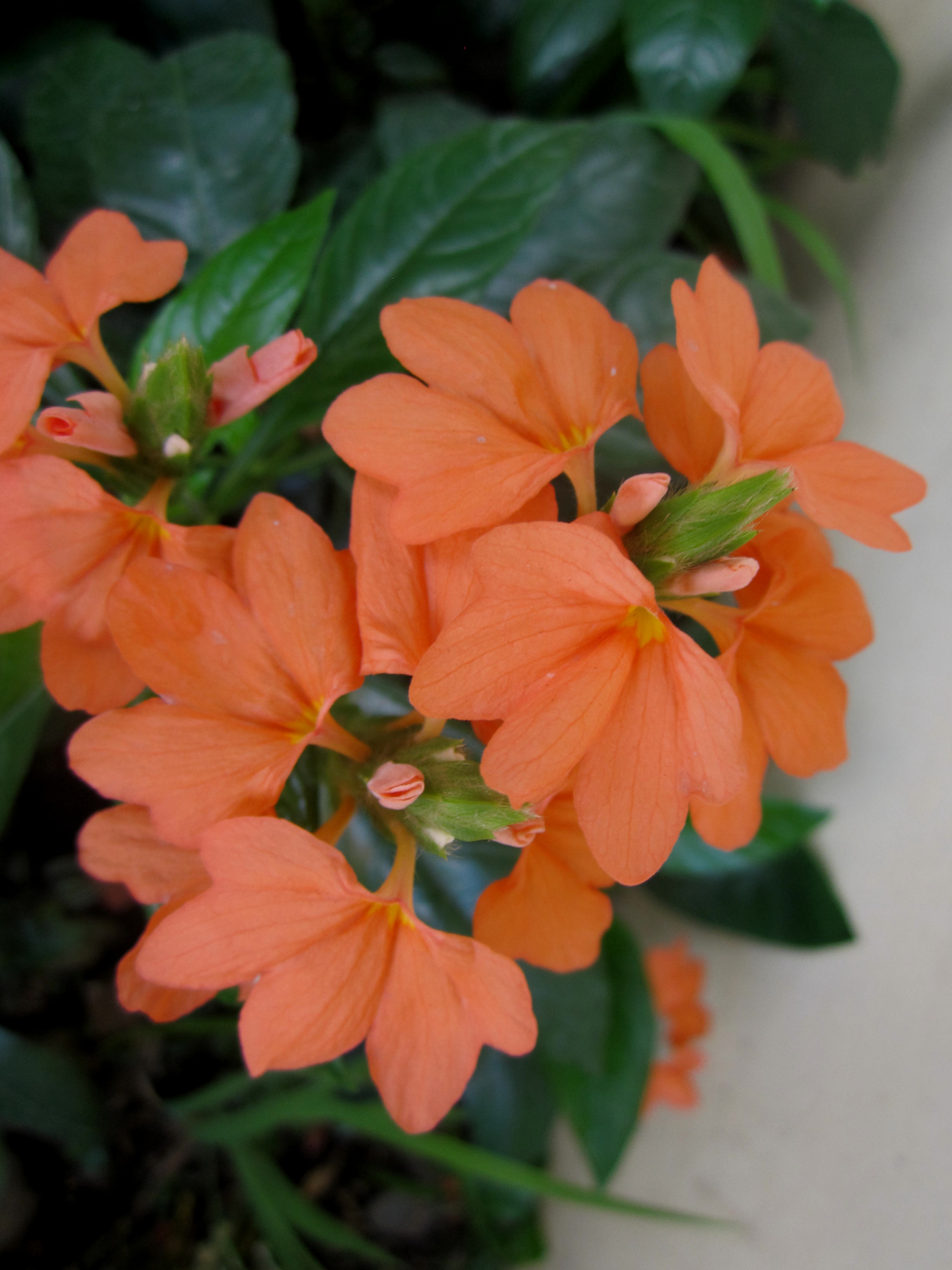 Crossandra, I have these flowers as grown covers outside my bedroom window, lovely orange blooms that greet me every morning.