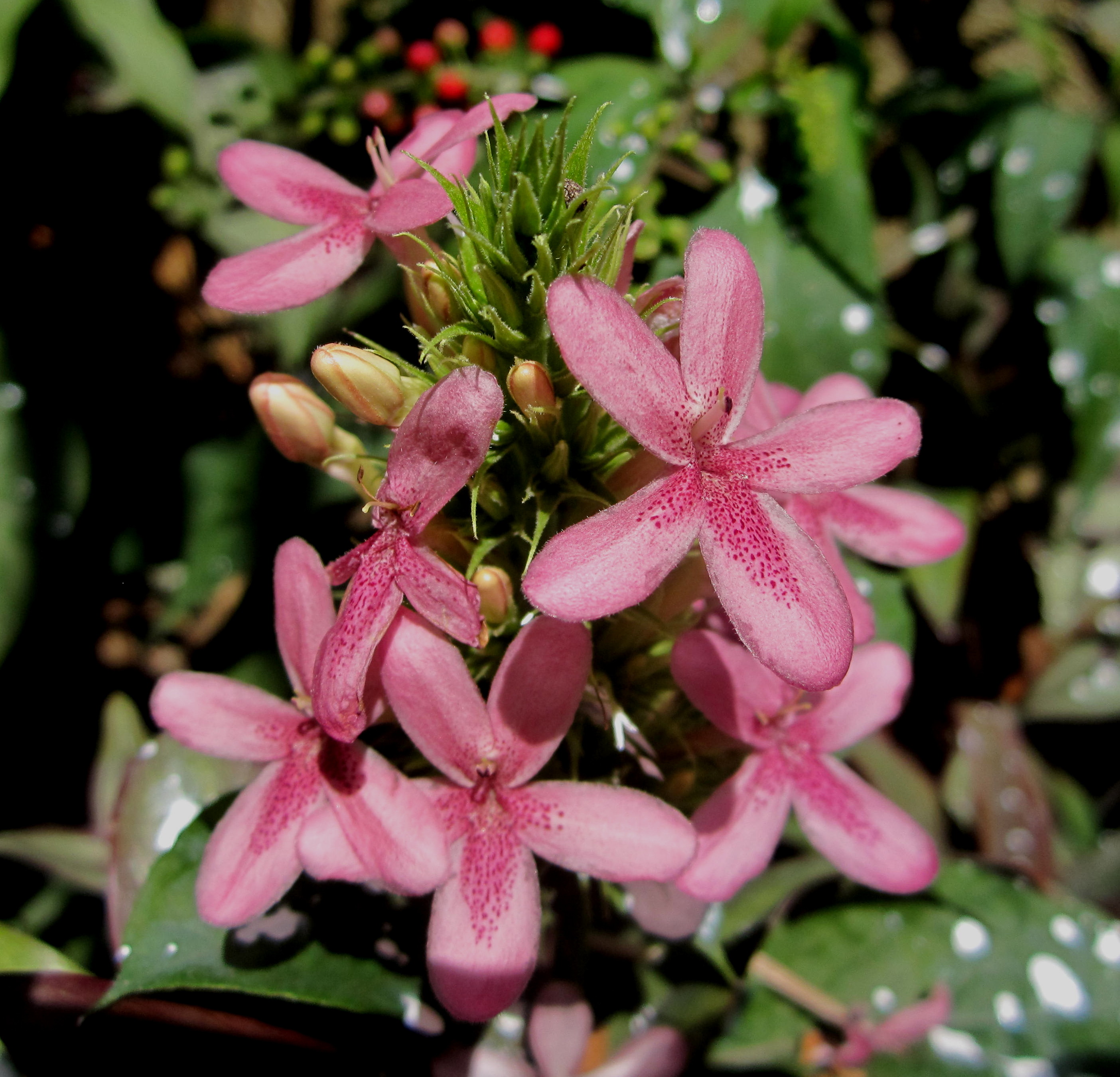 Until now I am wondering at the real name of these flowers. I only know them as pink angels.