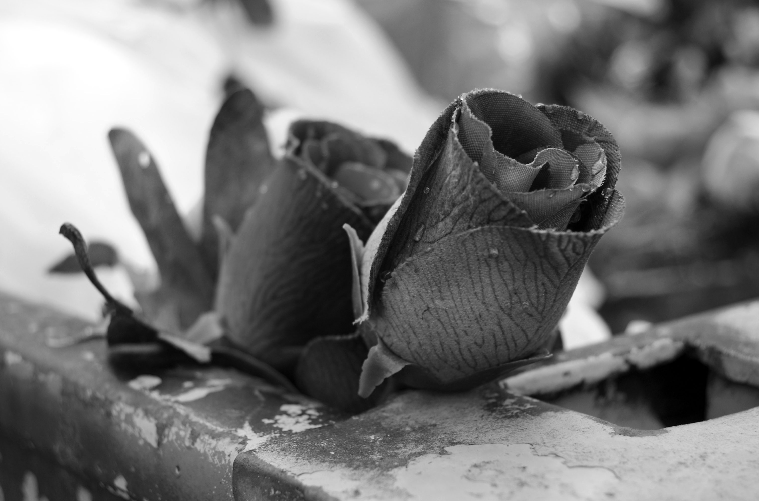 Grave Roses in Trash | Arlton Lowry
