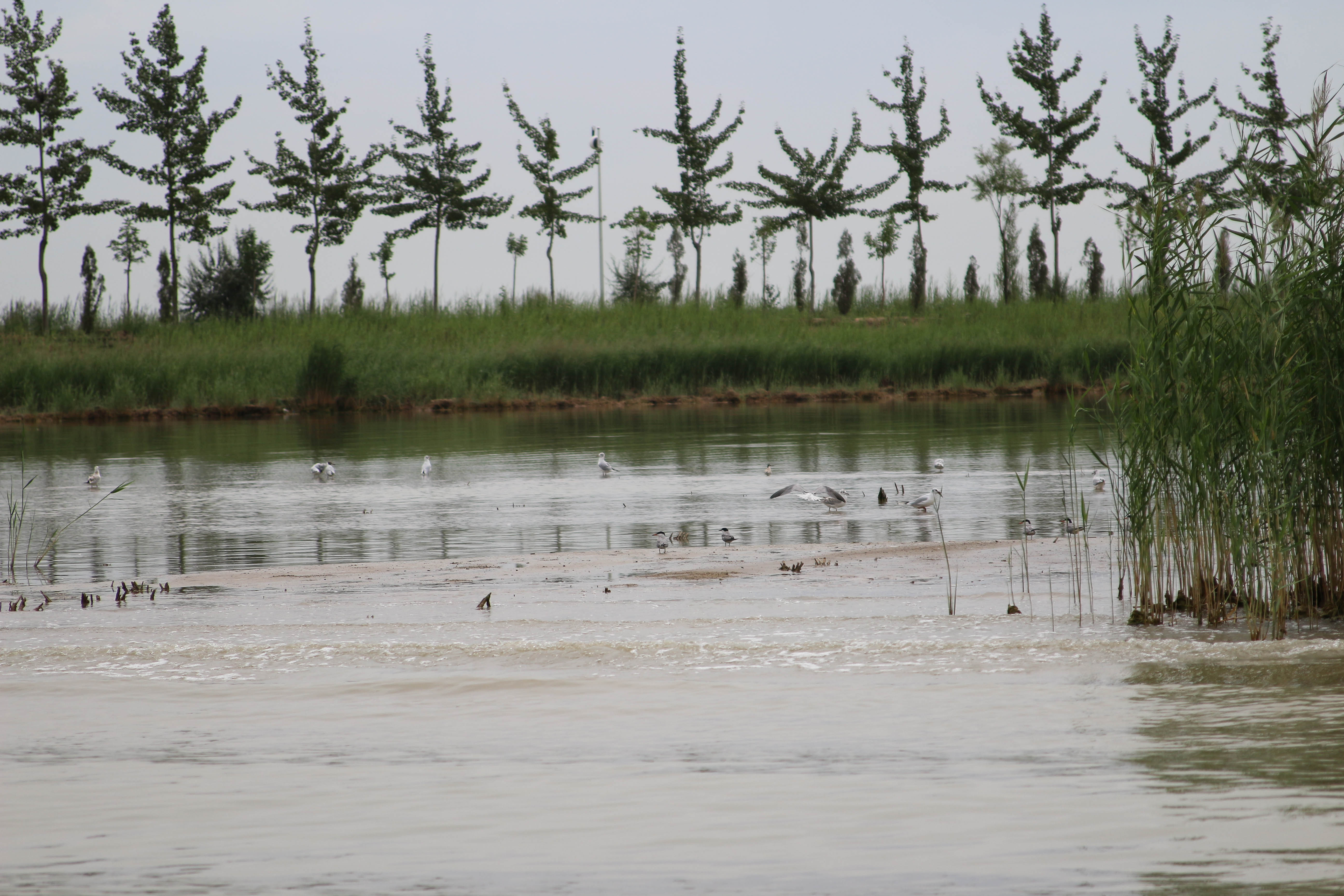 Sand Lake's Bird Sanctuary