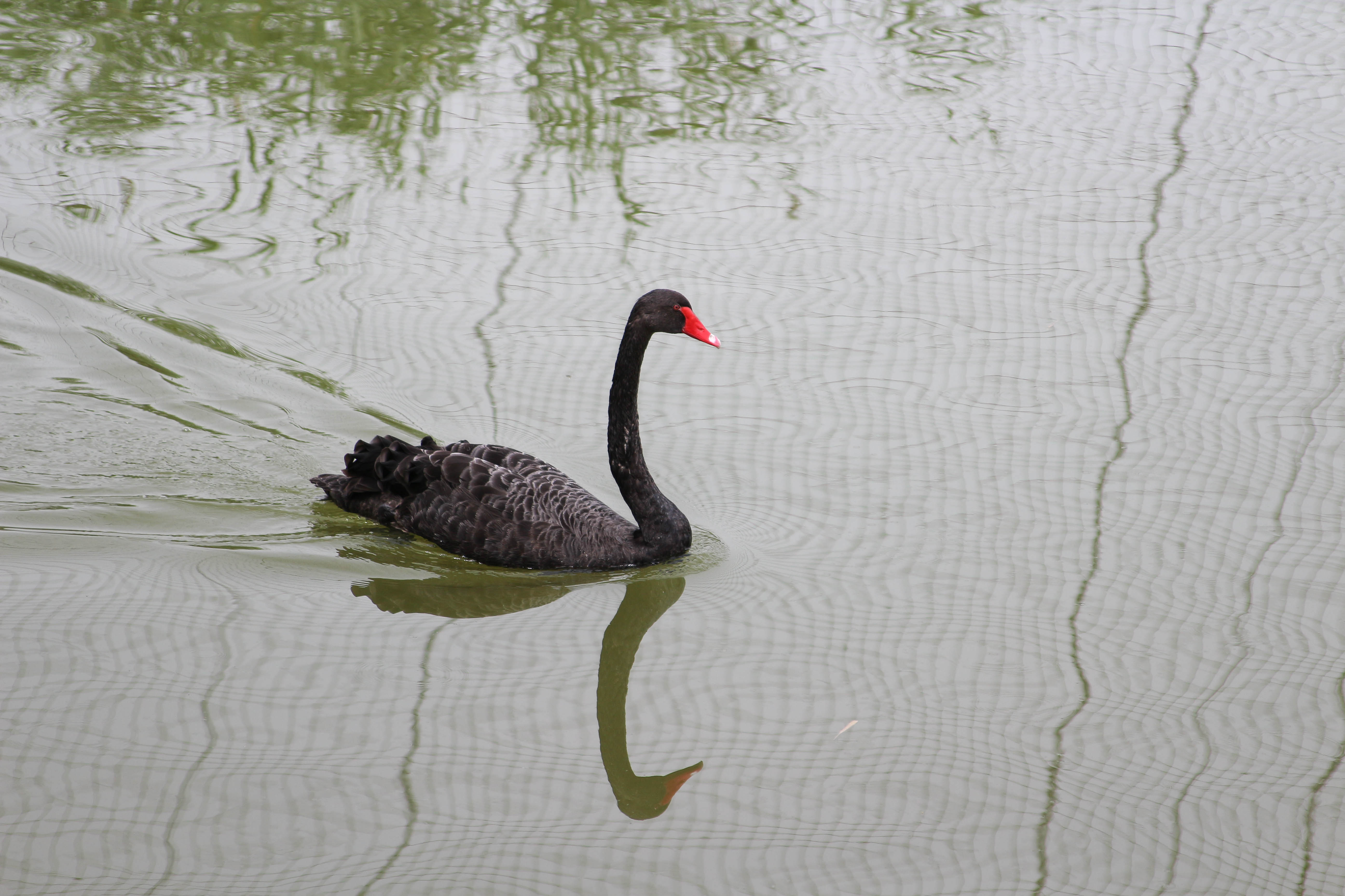 Sand Lake's Bird Sanctuary
