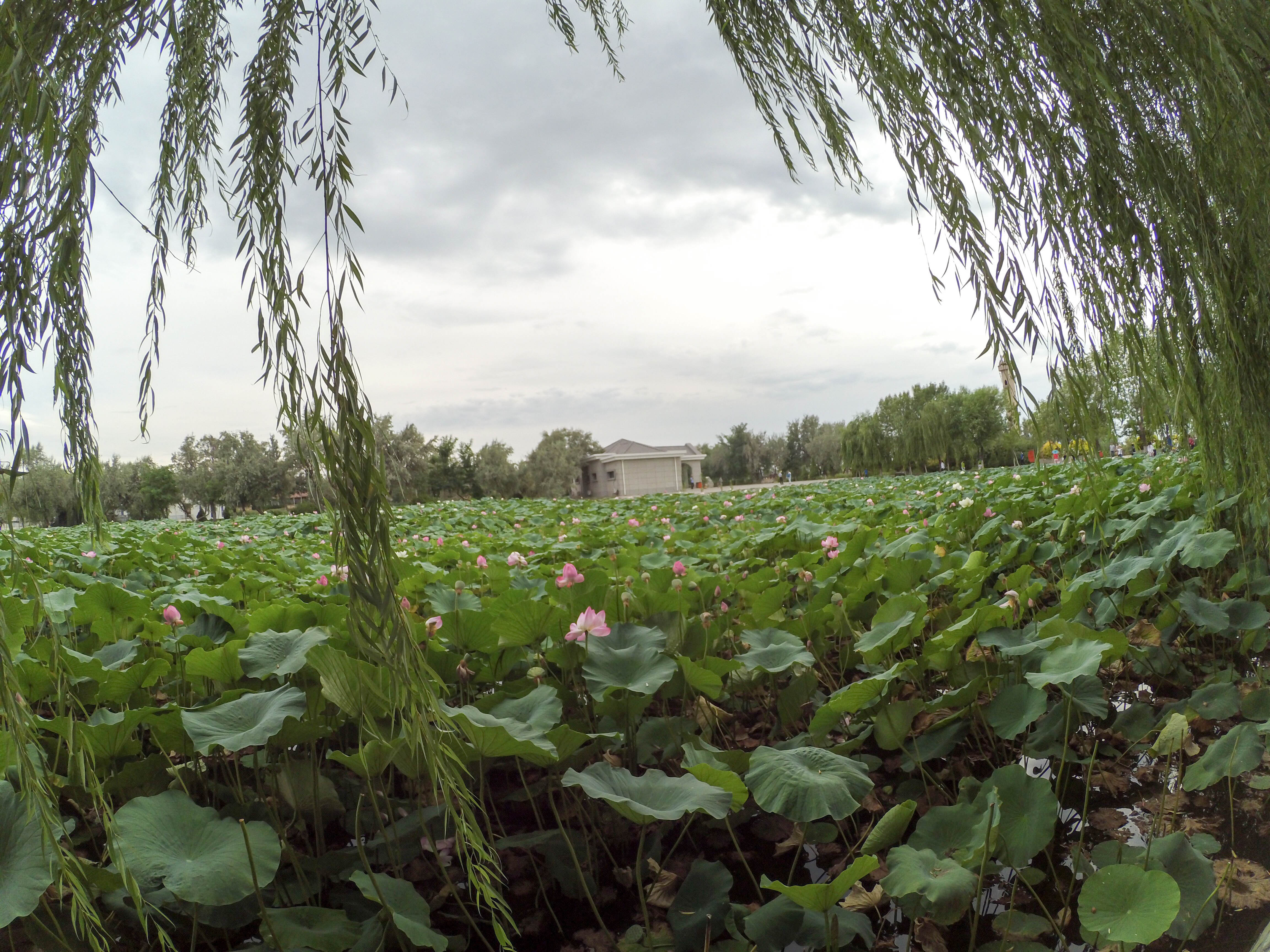 Field of lotus in Sand Lake