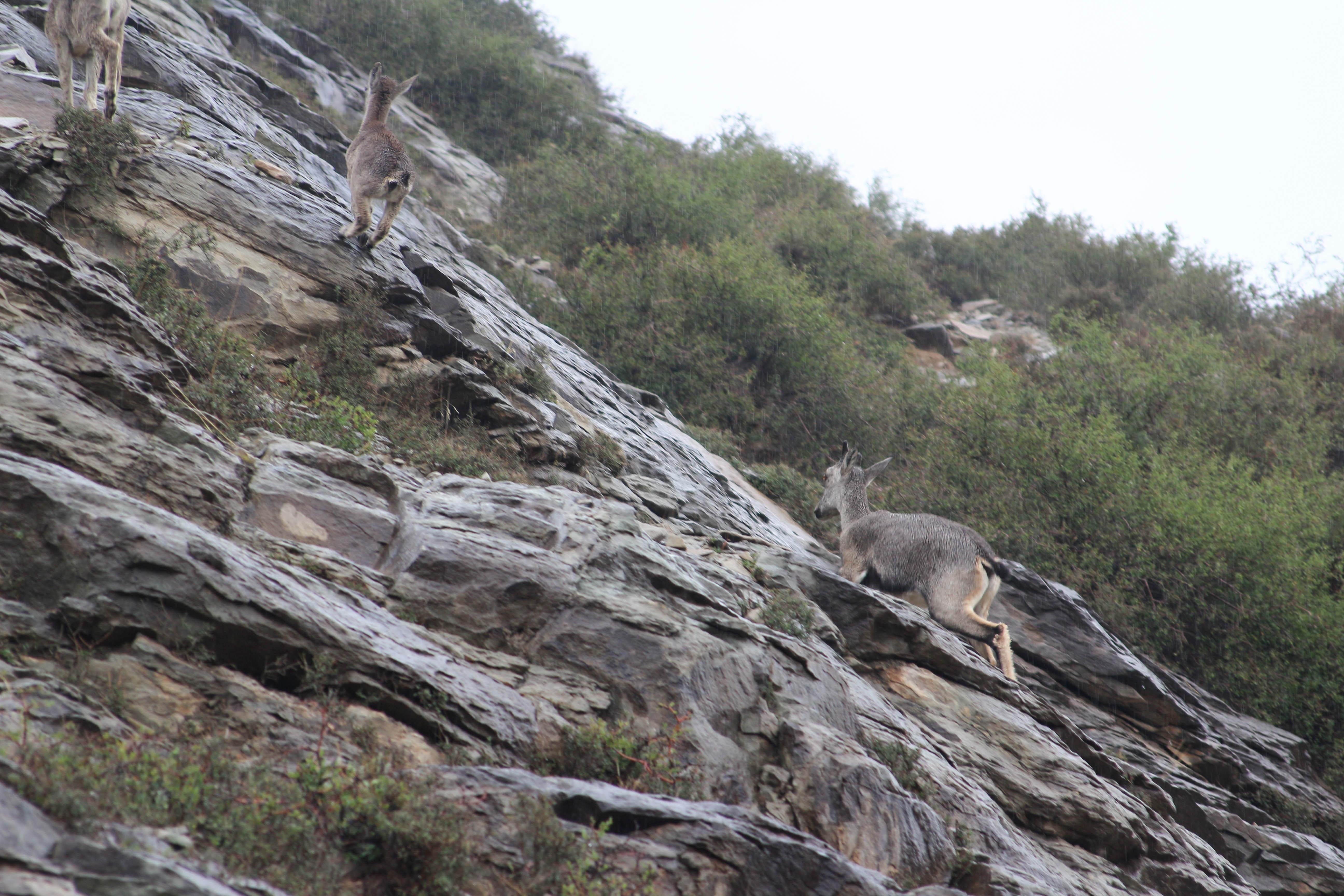 Spotted some red deers (protected animals) in the Helan Mountains