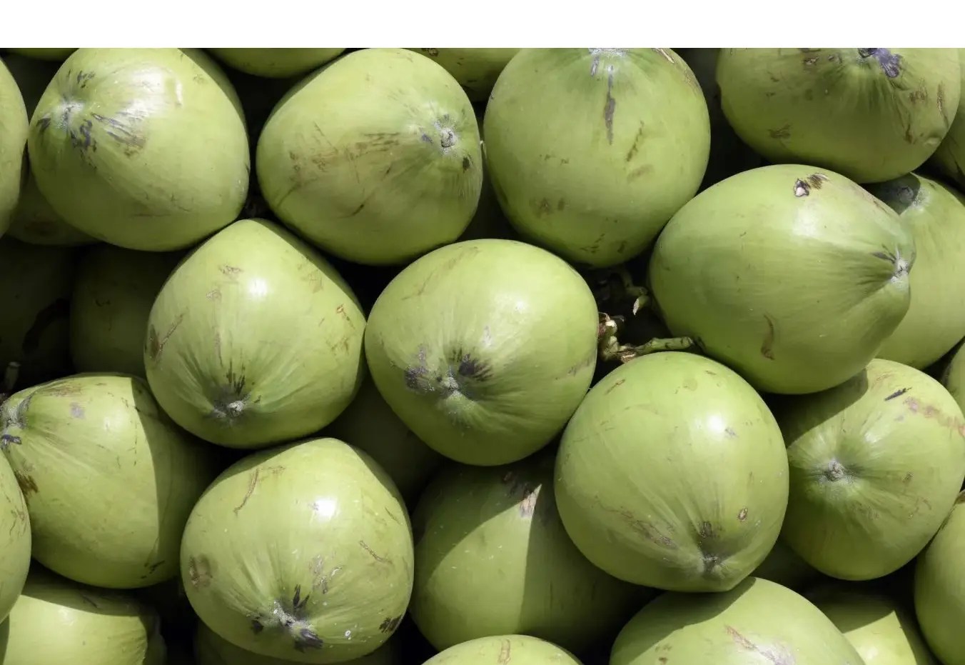 coconut-young.webp