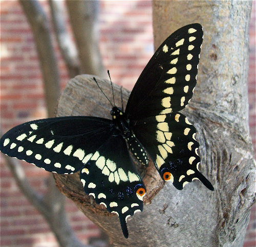Photo of a butterfly on a tree