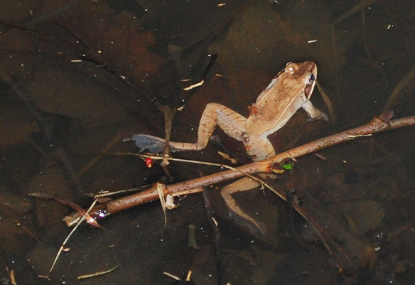 Photo of a frog in water