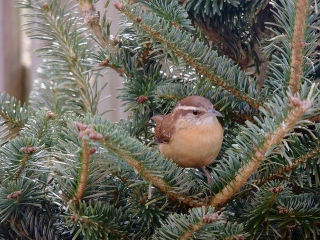 Photo of a Carolina wren in a Christmas tree