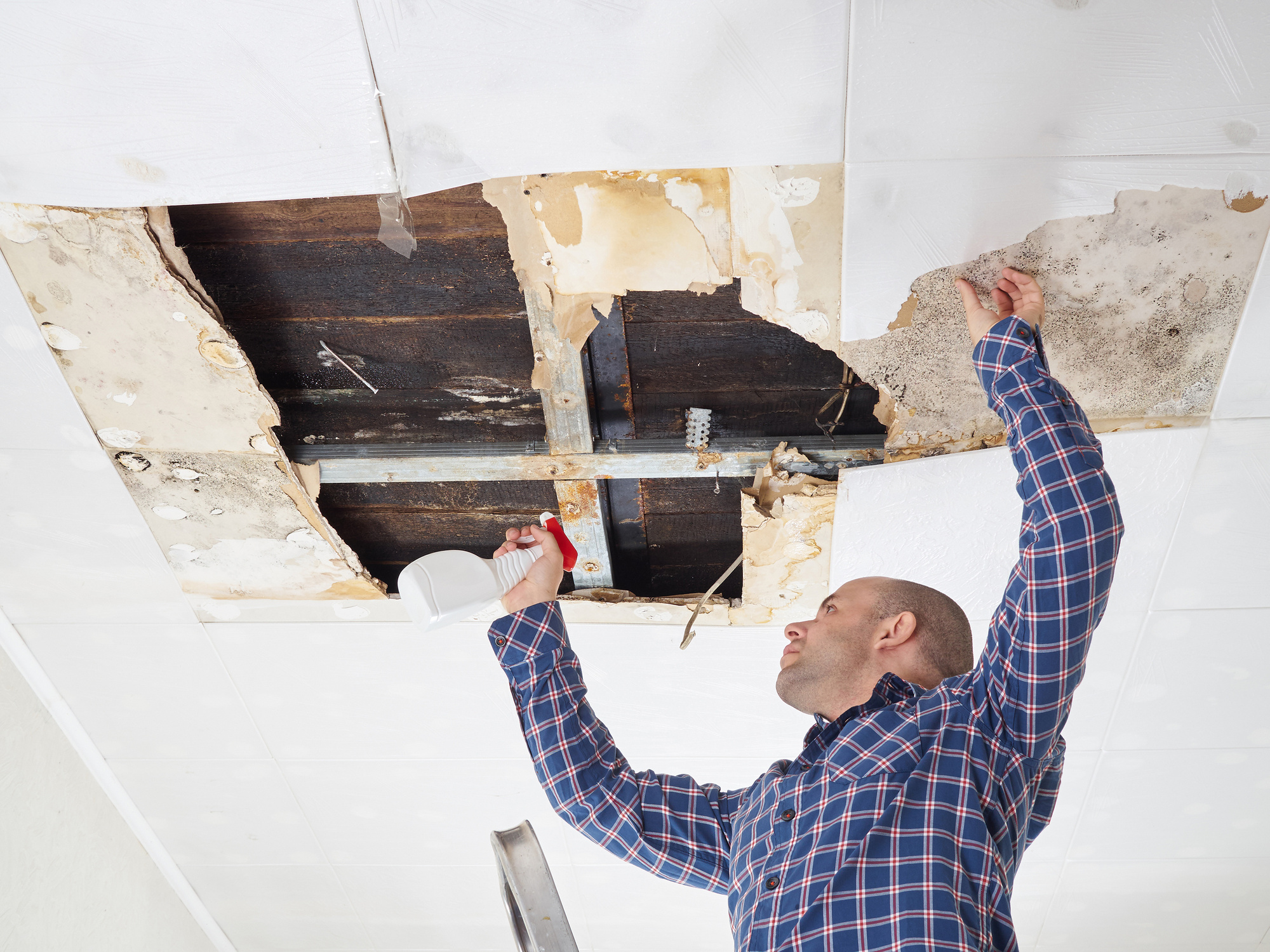 The different types of mold found in basements