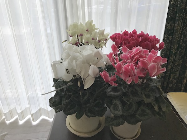 買ったばかりのシクラメンを植え替え