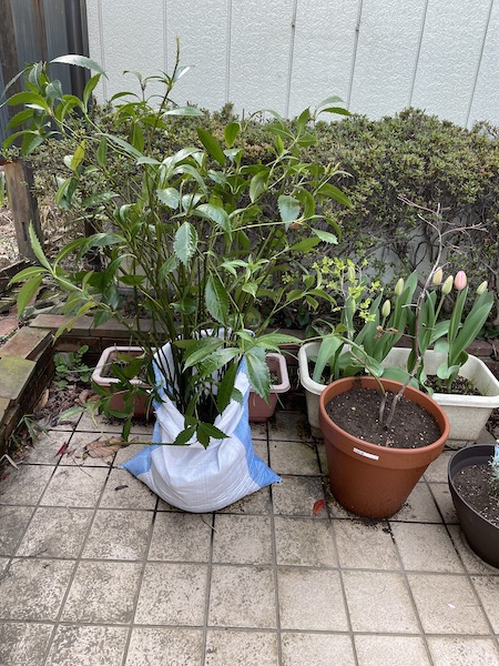 千両移植&花たち