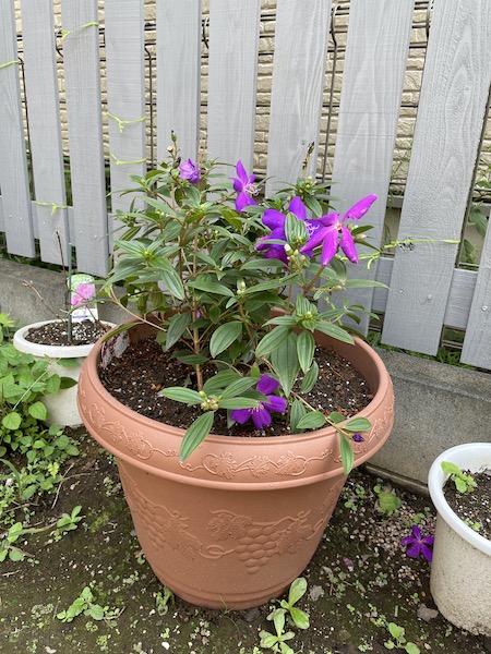 素焼き鉢買えず