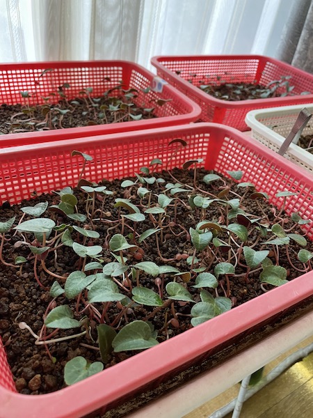 2022-2月　種からシクラメンレポ