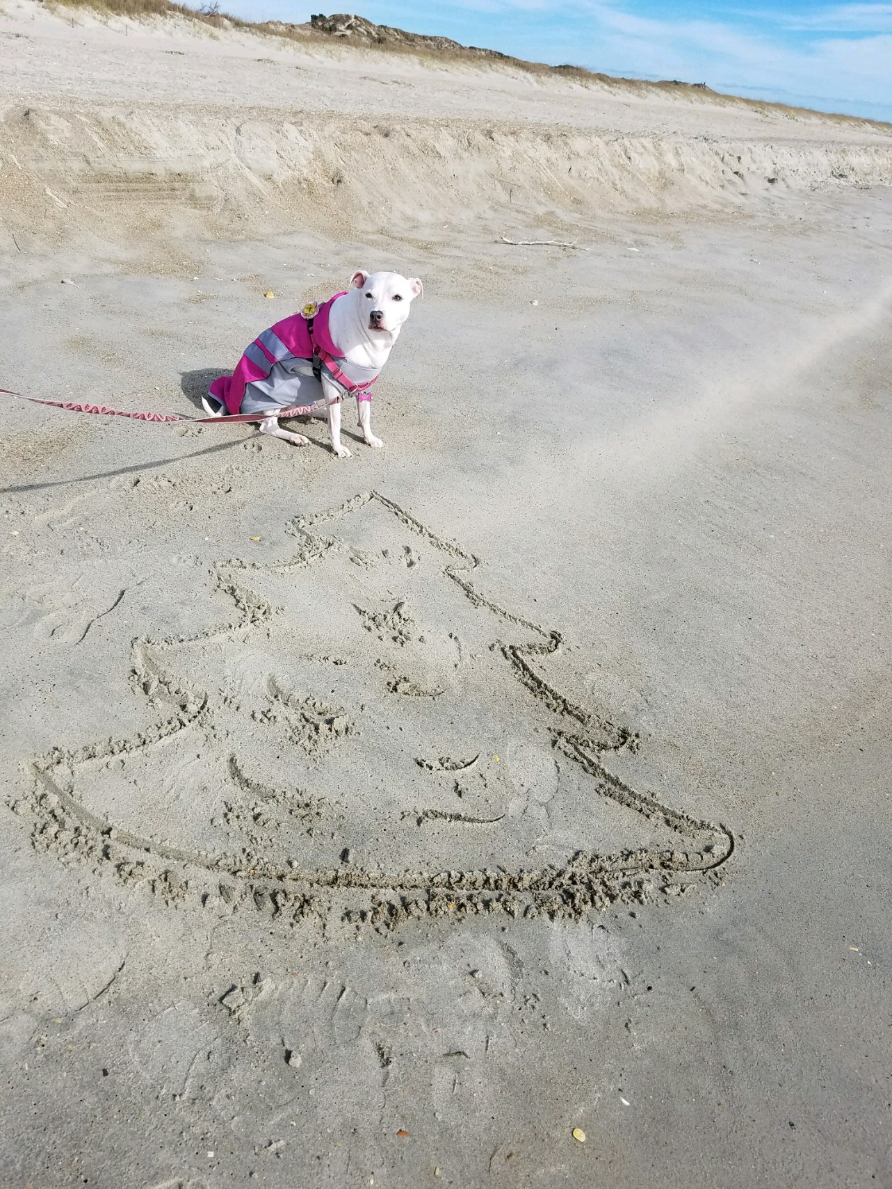 dog and christmas tree in the sand