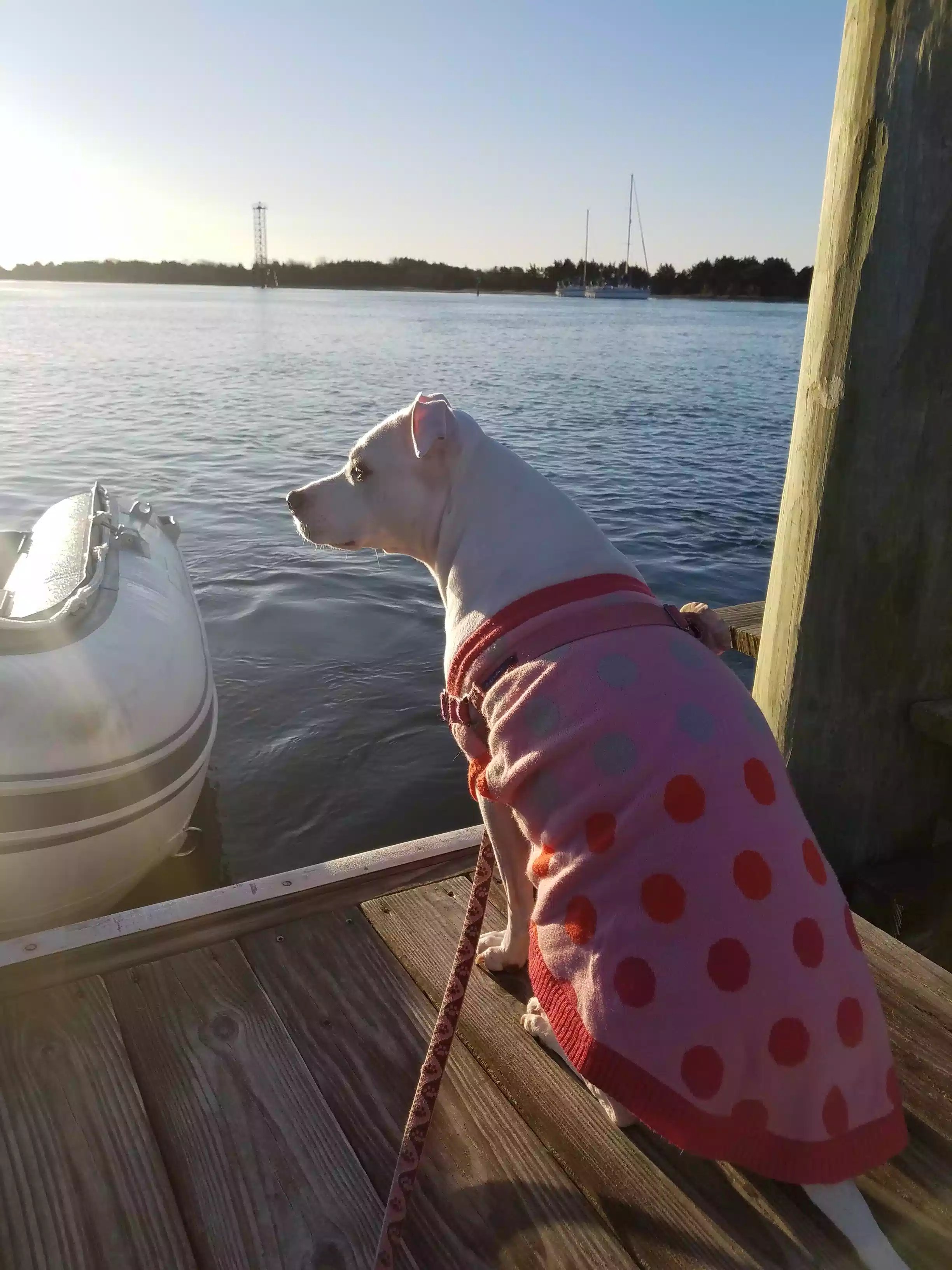 dog in sweater on dock