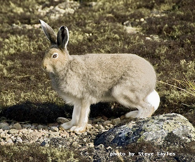 Protective coloration | Arnold Zwicky's Blog