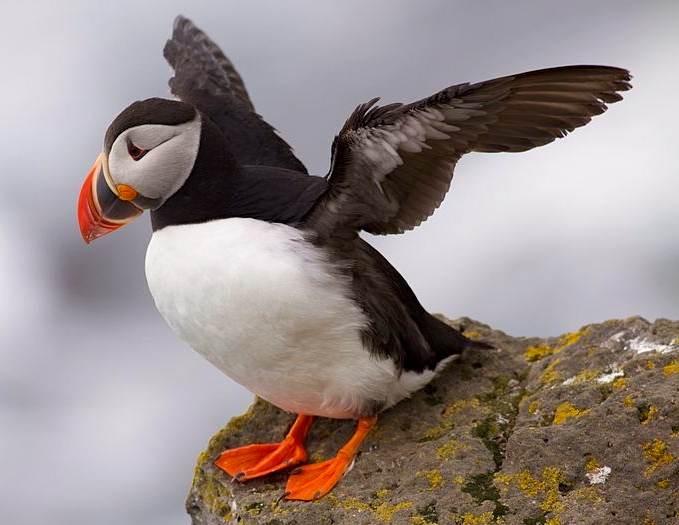 puffins | Arnold Zwicky's Blog