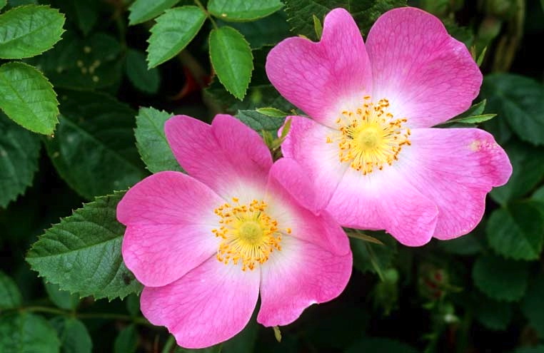 More wild roses | Arnold Zwicky's Blog
