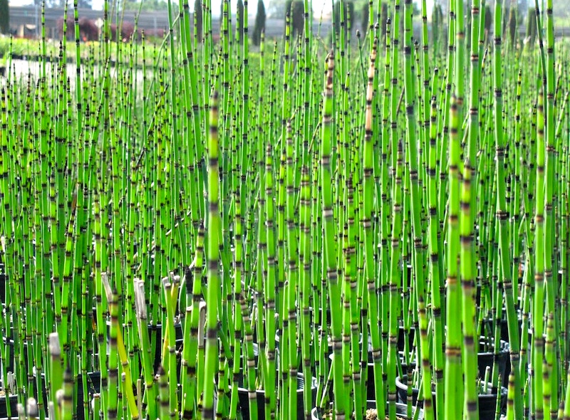 horsetails Arnold Zwicky's Blog
