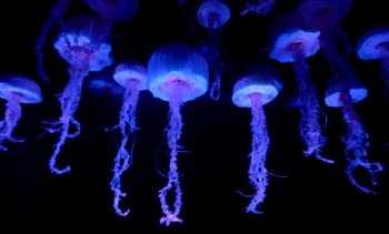 The Jellyfish Apocalypse | Arnold Zwicky's Blog