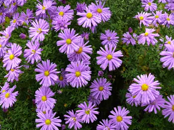 Michaelmas daisies Arnold Zwicky's Blog